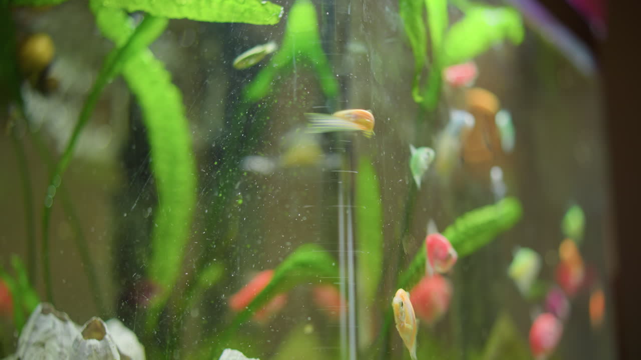 Colorful tropical fish swimming inside home aquarium with green plants visible on glass surface with bubbles and reflections creating vibrant underwater scene with natural movement aquatic beauty