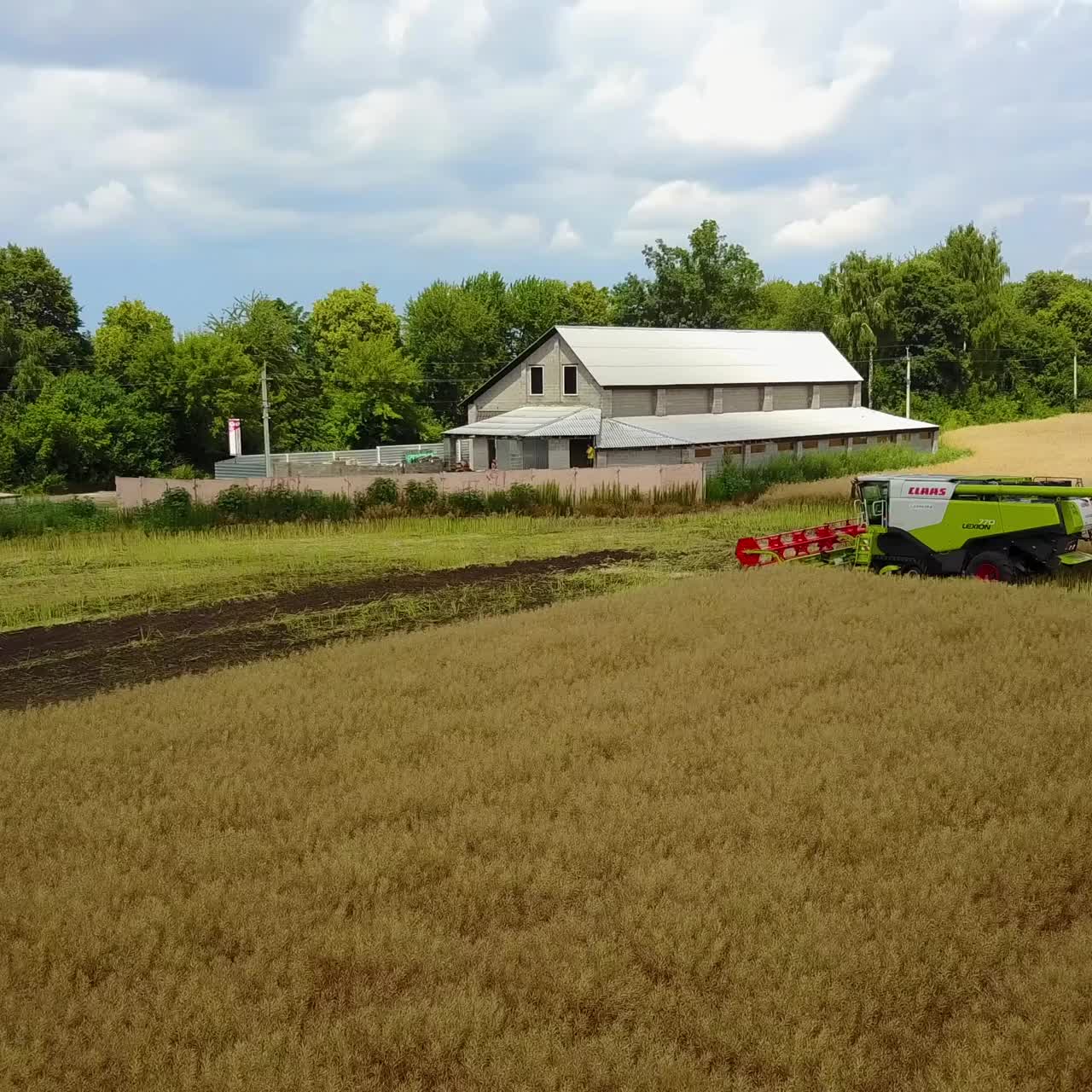 Harvesting Canola With New Combine