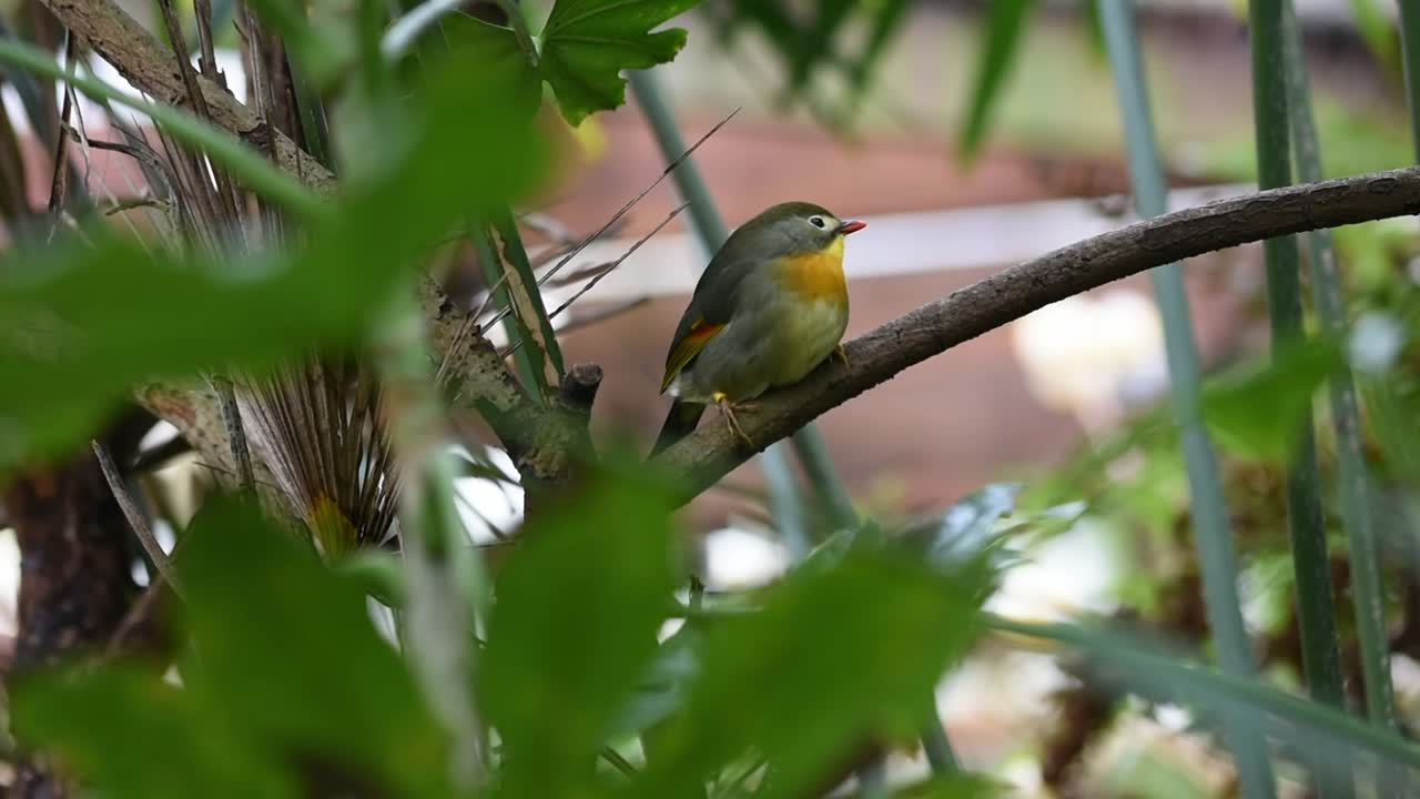 petirrojo de pekin colorido que se sienta en una rama
