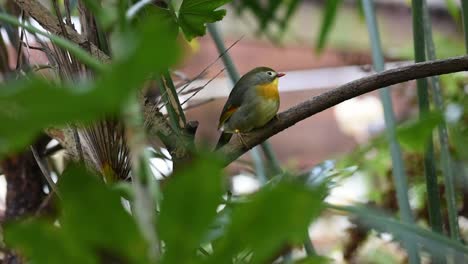 Buntes-Pekin-Robin,-Das-Auf-Einem-Ast-Sitzt