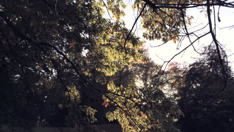 Moving-away-from-the-sunrays-shining-through-the-autumn-foliage-tree-branches---Aerial-tracking-shot