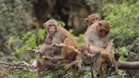 los macacos constituyen un género (macaca) de monos gregarios. los macacos se encuentran en una variedad de hábitats en todo el continente asiático y son altamente adaptables.