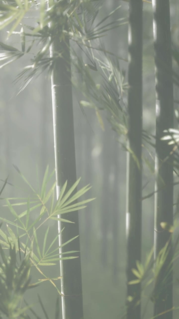 Foresta di bambù con tempo nebbioso che mostra alberi alti e fitta vegetazione.