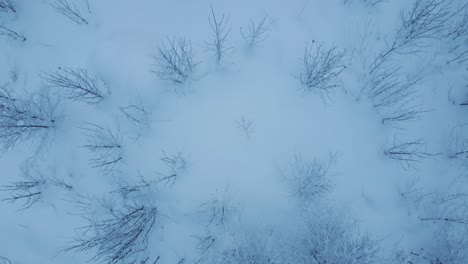 drone shot of light winter forest moving forward