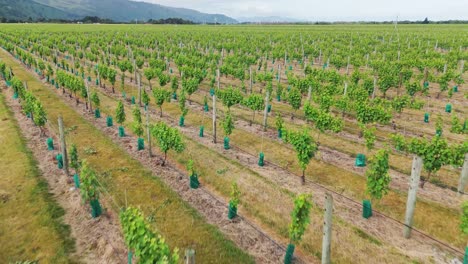 Aerial-shot-of-green-vineyards-in-Marlborough,-New-Zealand,-rows-of-grapevines-in-daylight