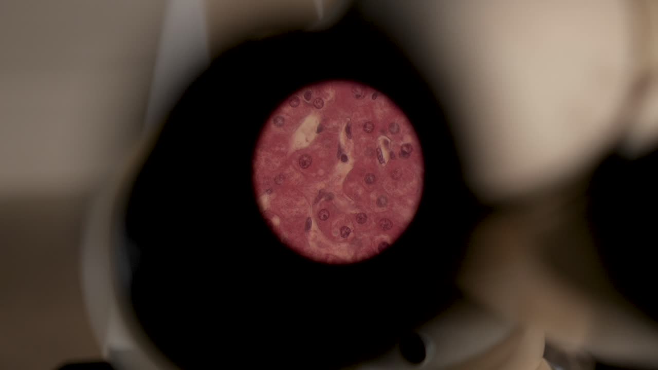 ver a través del visor de un microscopio