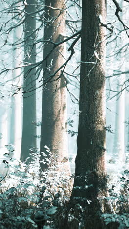 winter forest: a serene landscape of snow-covered trees