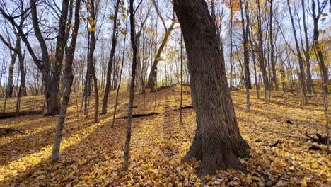 beautiful and peaceful landscape forest during autumn yellow leaves from the trees