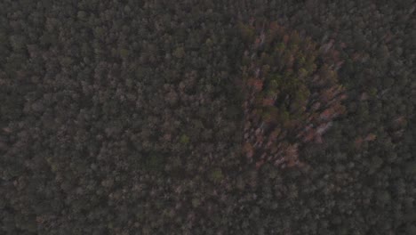 overhead view and dolly tilt in middle of forest in a cloudy day