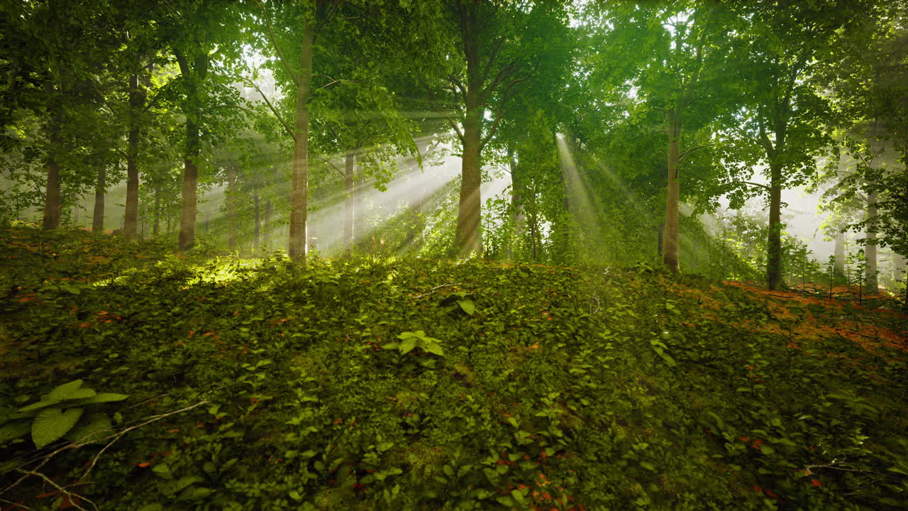 자연에서 빛나는 빛