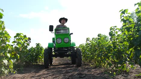 a handsome farmer is driving a tractor black and red currant bushes grow in rows on the plantation a handsome farmer drives a tractor across a field with currant bushes currant bushes in even roves on farm land growing berries agribusiness