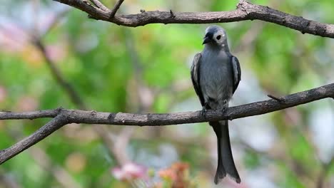 el drongo ceniciento es un migrante regular asustadizo a tailandia en el que le gusta posarse en lo alto de las ramas, que pueden estar lejos del alcance de humanos o animales, fácil de despegar y capturar insectos