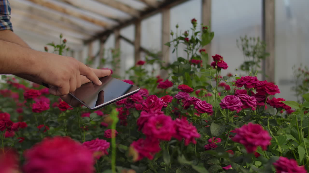 primer plano de las manos de un agricultor empresario tocando las rosas y usar los dedos para hacer clic en la pantalla de la tableta. comprobar el estado de las flores para la base de datos de cultivos.