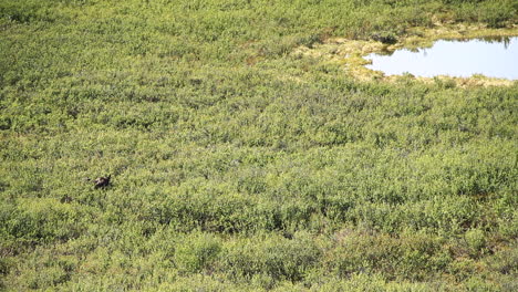 El-Alce-Pasta-Y-Come-Hojas-En-El-Desierto-De-Alaska