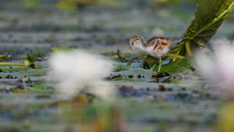 chick of pheasant tailed jacana walking on floating leaf in morning