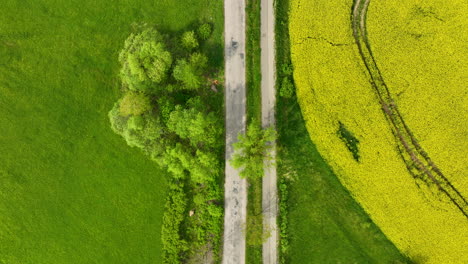 A-top-down-aerial-view-of-a-road-flanked-by-green-fields-and-a-yellow-rapeseed-field,-with-a-small-patch-of-trees-by-the-roadside-with-biker-on-road