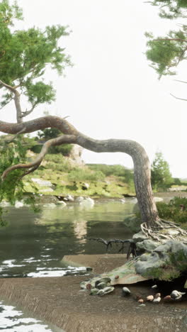 A pine tree leans over a lake
