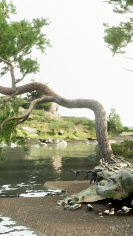 a pine tree leans over a lake