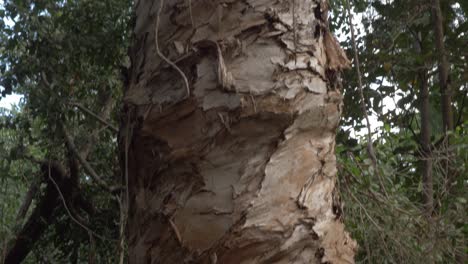 piel áspera de árboles que crecen en el bosque de la reserva natural de thala