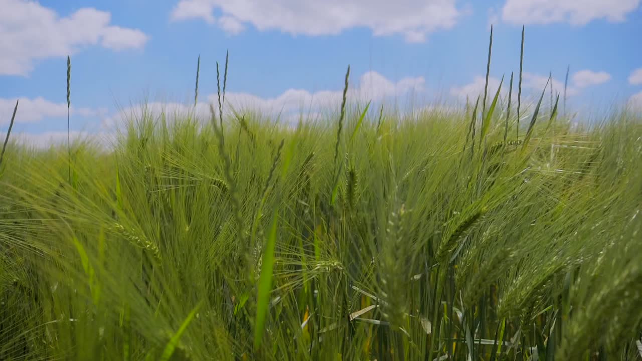 햇빛과 푸른 하늘 동안 자연에서 성장하는 농업 분야의 낮은 각도 트럭 샷
