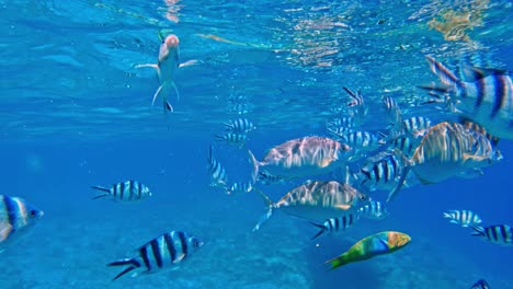 shoal of scissortail sergeant swimming with other fishes under deep blue sea