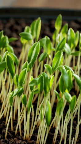 close-up of seedlings growing in soil