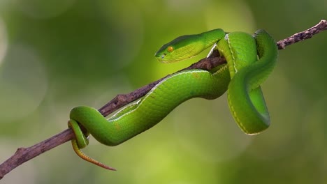 La-Víbora-De-Labios-Blancos-Es-Una-Víbora-Venenosa-Endémica-Del-Sudeste-Asiático-Y-A-Menudo-Se-Encuentra-Durante-La-Noche-Esperando-En-Una-Rama-O-Rama-De-Un-árbol-Cerca-De-Un-Cuerpo-De-Agua-Con-Muchos-Alimentos