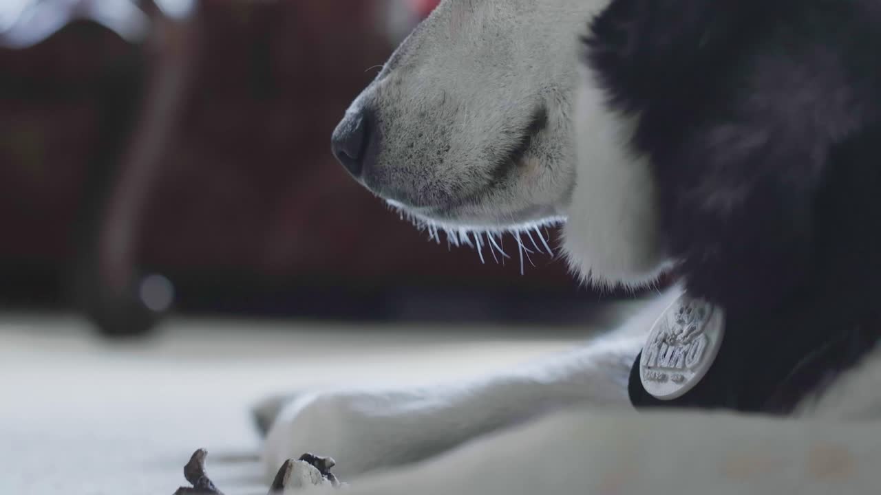 Close-up of a Husky Dog Relaxing at Home
