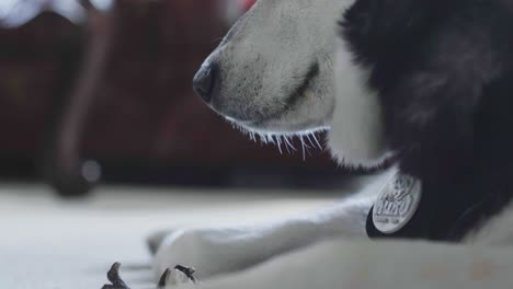close-up of a husky dog relaxing at home