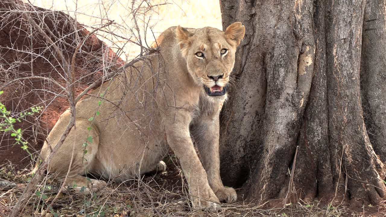 Lioness sitting down with a full stomach panting heavily