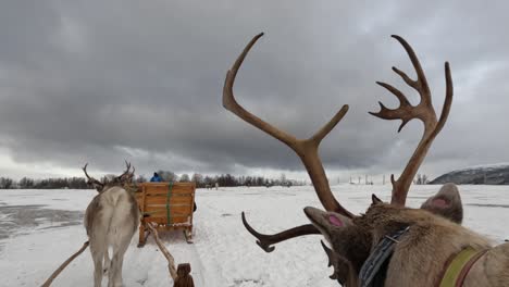 Sleigh-ride-with-reindeer-in-Tromso-Norway-during-winter-in-the-morning