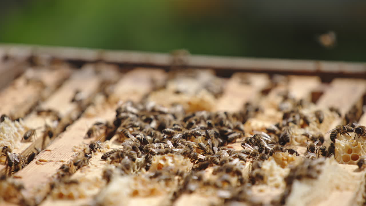 Opened bee hive filled with numerous frames. Working bees crawling over the tops of frames, making propolis. Blurred backdrop.
