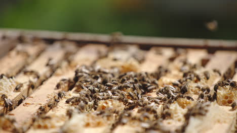 opened bee hive filled with numerous frames. working bees crawling over the tops of frames, making propolis. blurred backdrop.