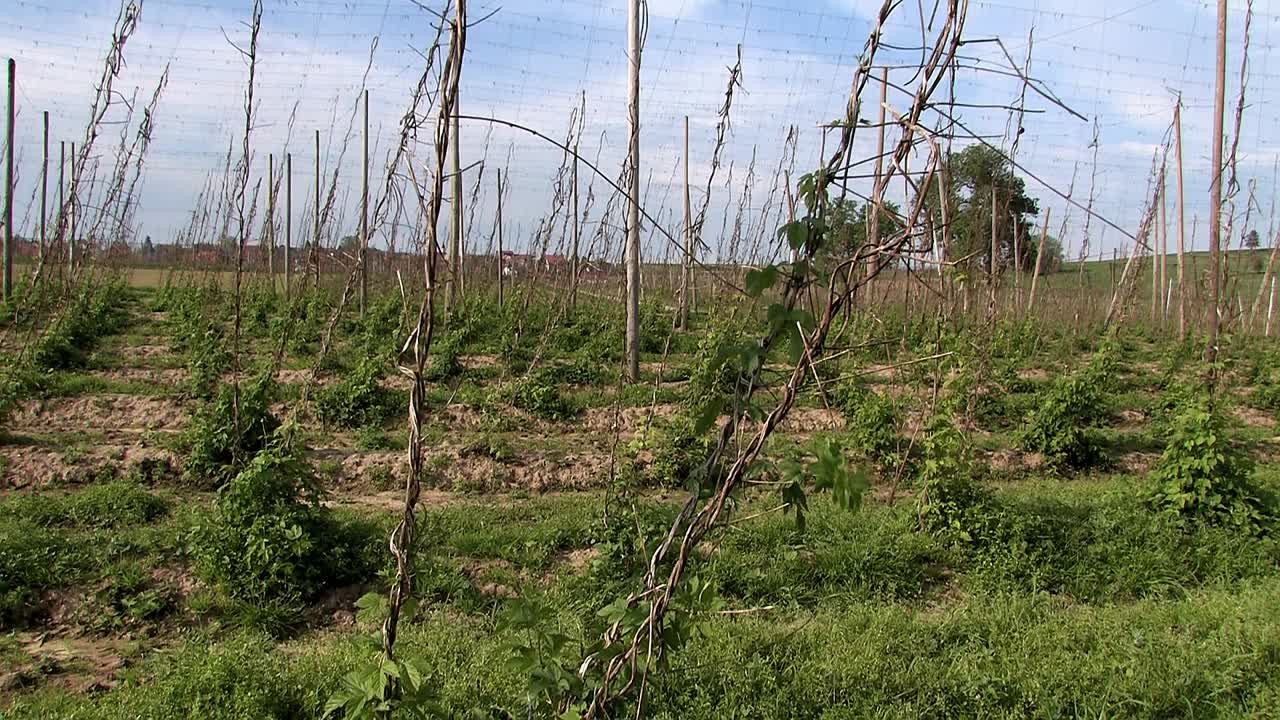 imágenes raras del jardín de lúpulo destruido después de la tormenta de granizo „felix“ 2009 cerca de wolnzach, baviera, alemania-1