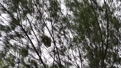 indonesian manyar bird or streaked weaver bird in the nest on the tree