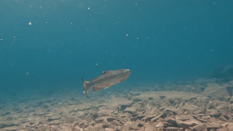 在山湖中慢速潛水