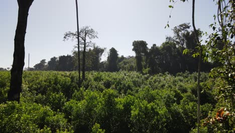 Drone-Flying-Through-Two-Green-Trees-Over-Saplings-In-Beautiful-Jungle,-Argentina