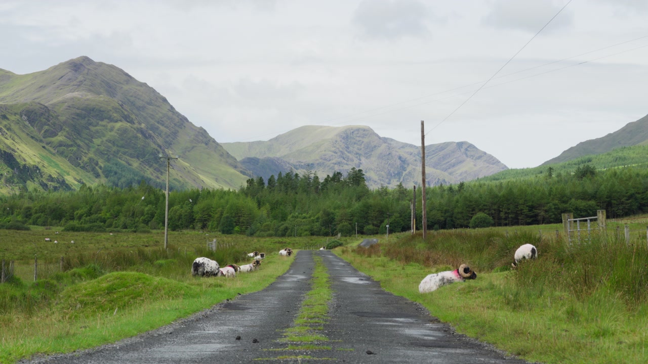 Sheep rest beside a narrow wet road crossing pastureland and woodland beneath steep mountains in rural County Mayo, Ireland.