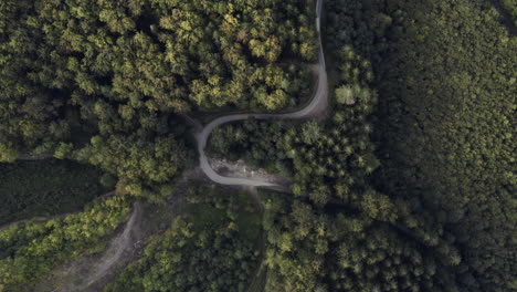 static overhead aerial of winding road through forest, czech republic