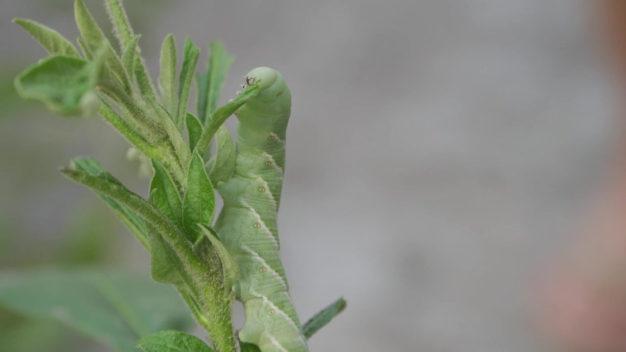 BIG GREEN CATERPILLAR ON A BRANCH EATING LEAVES