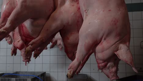 group of pigs hanging in slaughterhouse