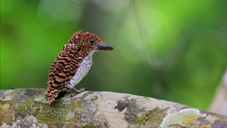 un martín pescador de árboles y una de las aves más hermosas que se encuentran en tailandia dentro de las selvas tropicales