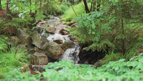 a small stream cascades over the moss-covered rocks in the lush green summer forest