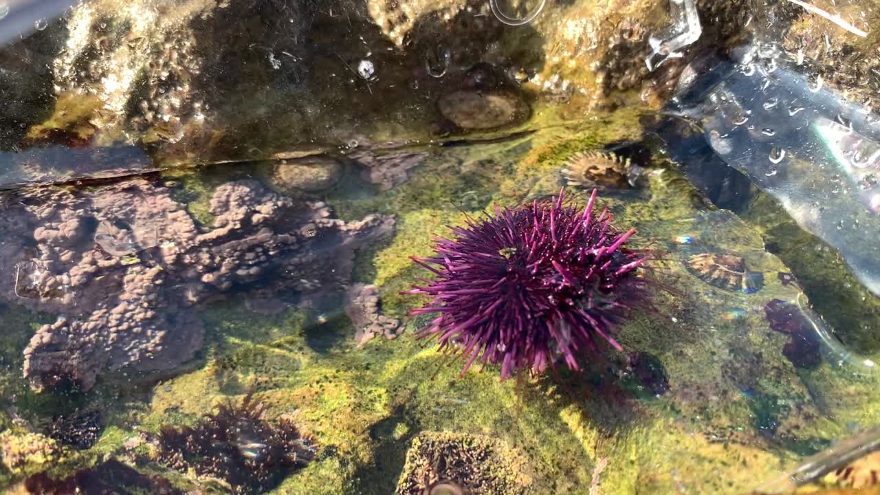 Purple sea urchin using tiny tube like feet to glide across an ocean tidepool habitat in the wild