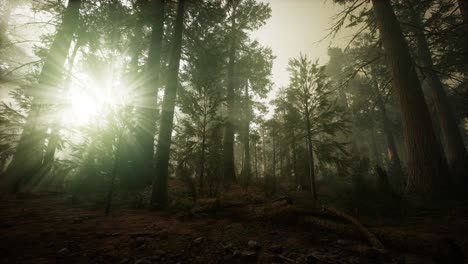 paisaje de puesta de sol brumosa del bosque de secuoya