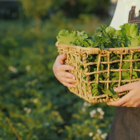 Farmer-carries-a-basket-of-herbs-and-salad-in-a-field-2