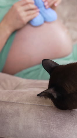 pregnant woman holding baby booties at home, closeup. eight months pregnant woman with blue booties on her belly laying at the sofa while her cat sitting nearby vertical video