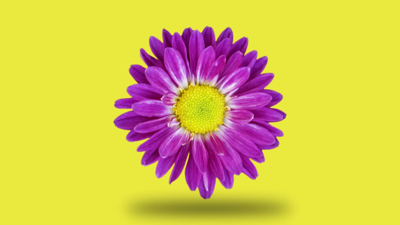 el crisantemo gira sobre un fondo amarillo. gráficos de movimiento simples animación de flores