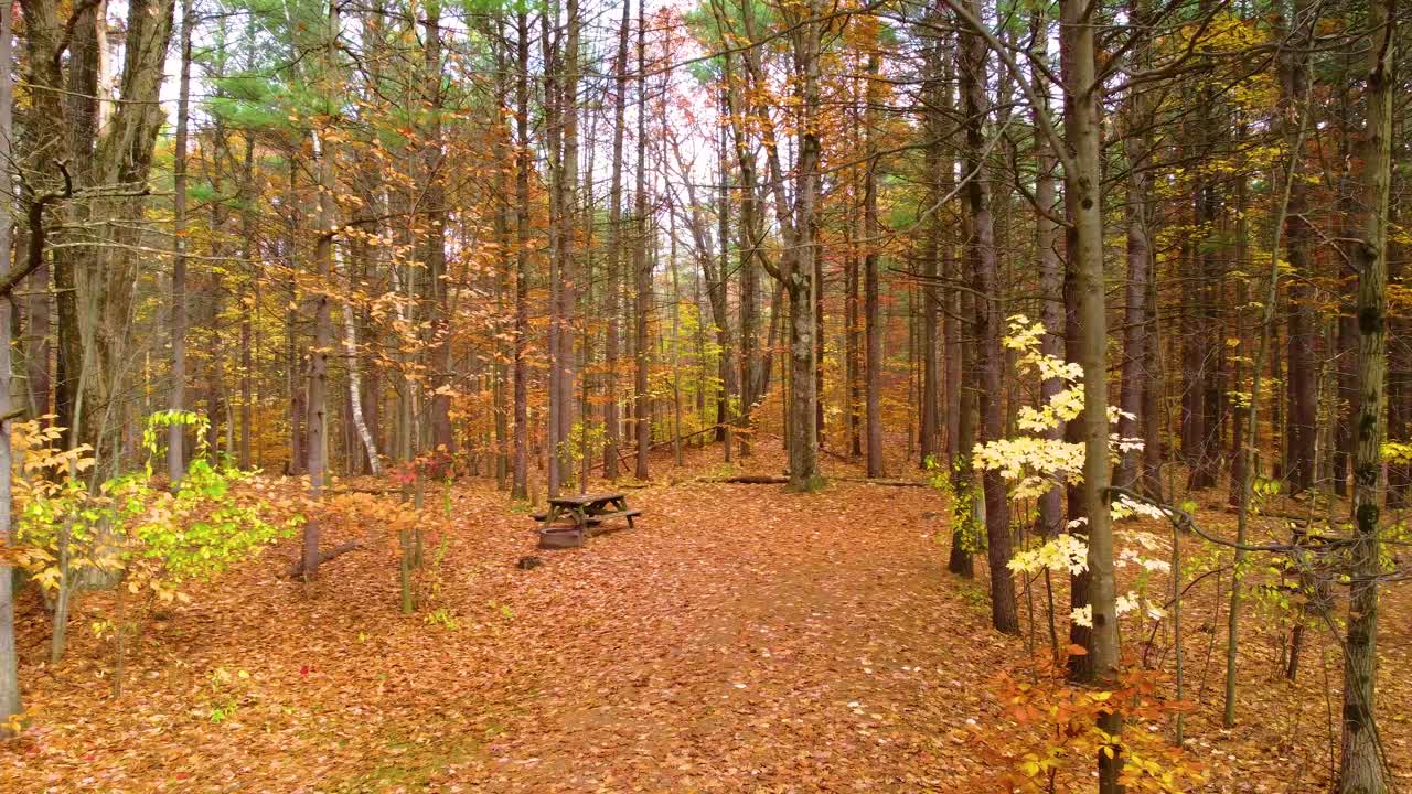 Camera pans through a forest in full autumn glow, leaves scattered on the floor.