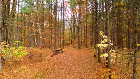 camera pans through a forest in full autumn glow, leaves scattered on the floor.